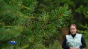 Что нельзя делать при сборе кедровых шишек?
