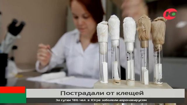 С начала лета клещи покусали почти 4 тысячи югорчан смотреть онлайн