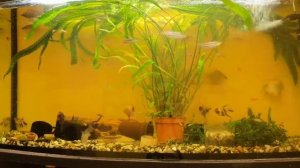 Метиннисы кормление,уход,содержание