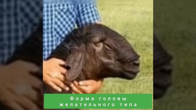 Экстерьер: формы головы овец по глазомерной оценке в народной селекции