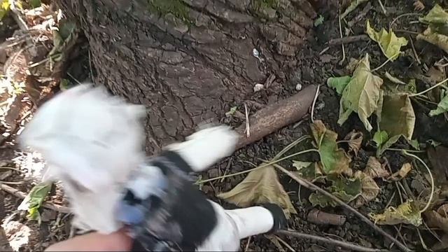 спеногрыз играл и умер смотреть онлайн