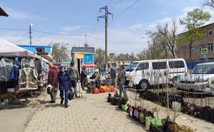 п. Трудовое , рынок, цветы , саженцы. Угольная , Владивосток
