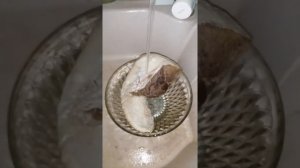 как правильно варить язык ГОВЯЖИЙ или СВИНОЙ.