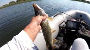 Щука просто изголодалась.Берёт на Всё!!! Рыбалка с лодки . Ловля щуки в июне 2020 .Рыбалка на щуку.