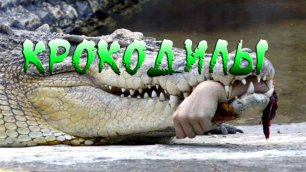 Крокодилы / Интересные факты о них
