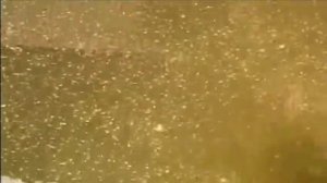 Пруд из бетона на даче.Запуск бестера ,линя и карася.