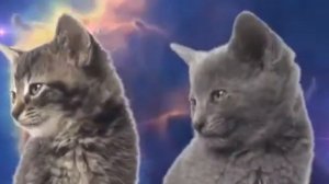 Прекрасный голос у котят