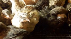 Породы перепелов//КАК отличить перепелов Самку от Самца//Перепела Цветные купить//Хитрук Елена.