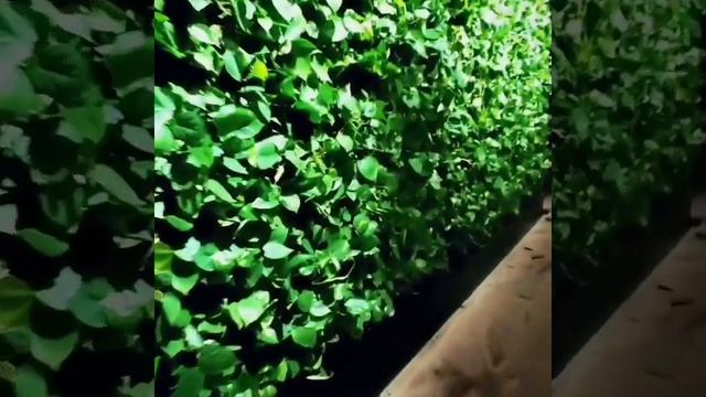 Вертикальное озеленение, фитостены из живых растений с системой автополива смотреть онлайн