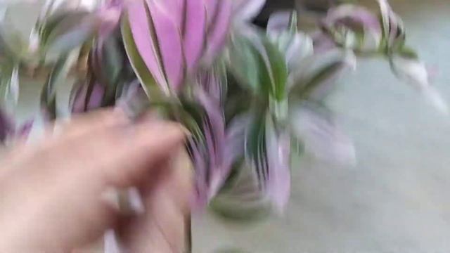 Розовая медленно растущая традесканция.