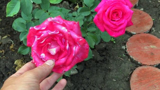 Цветение роз. Розы Елены Иващенко.Цветение моих роз.Сорта роз.Часть 1 смотреть онлайн