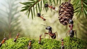 ЧЕМ ПИТАЮТСЯ МУРАВЬИ | КРЫЛАТЫЕ МУРАВЬИ | ИНТЕРЕСНЫЕ ФАКТЫ О МУРОВЬЯХ