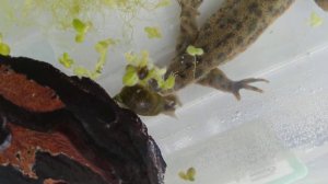 как ухаживать за тритоном?