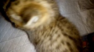 Котятам 1 месяц Как приучаем к туалету 🙈🙉🙊