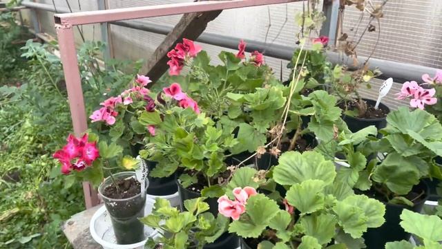 пеларгония сорт Ирида за Роскошь смотреть онлайн