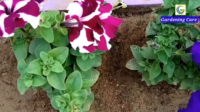 How to care and propagate Petunia/Gardening Care