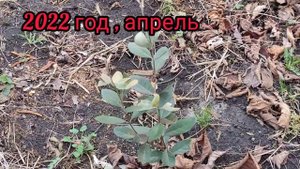 Фейхоа в открытом грунте 2021-22 г , открытие после зимовки