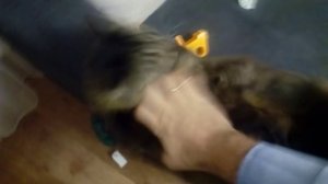 Как дрессировать домашнюю кошку