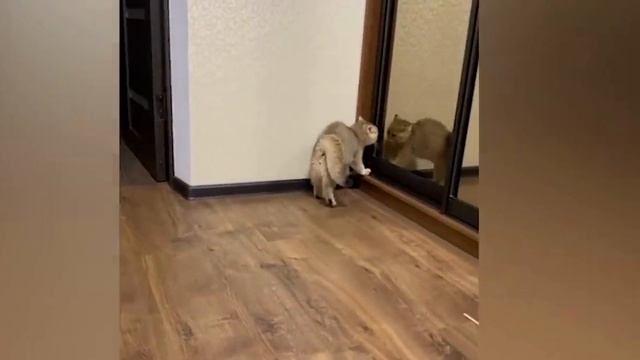 Самые смешные животные!!!)))