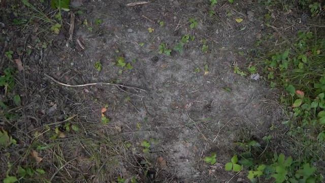 Внимание! Африканская чума