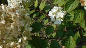ВНИМАНИЕ!! ГРИБКОВОЕ ЗАБОЛЕВАНИЕ У МЕТЕЛЬЧАТОЙ ГОРТЕНЗИИ