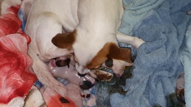 Mother Jack Russell whelping/giving birth for the first time. смотреть онлайн