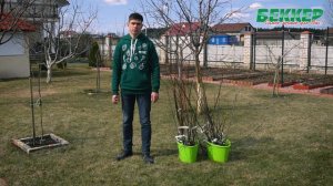 Морозоустойчивость плодовых культур. Как повысить зимостойкость, выносливость теплолюбивых сортов?