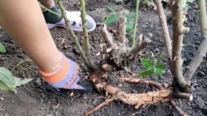 Как убрать поросль шиповника на розе