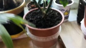 Комнатные растения. У бабушки на подоконнике 2