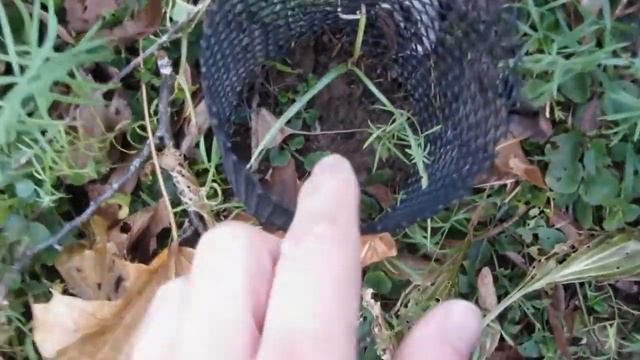 Overwintering Mimosa Tree and Yucca Elata zone 6 Ontario trial смотреть онлайн