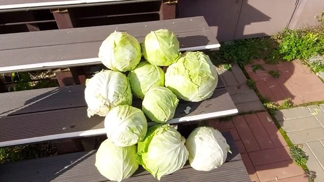 417. УБИРАЮ КАПУСТУ БУДЕМ КВАСИТЬ смотреть онлайн