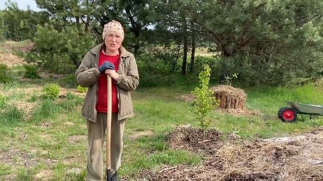 Как правильно посадить голубику