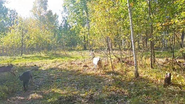 Болталка/ Собираю грибы подосиновики/Наши   козы. смотреть онлайн