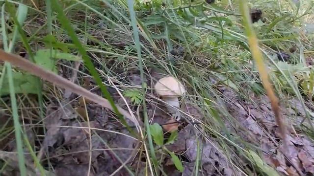 Дары природы к столу. смотреть онлайн