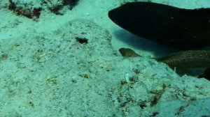 Редкие нападения мурен (Muraena) на людей