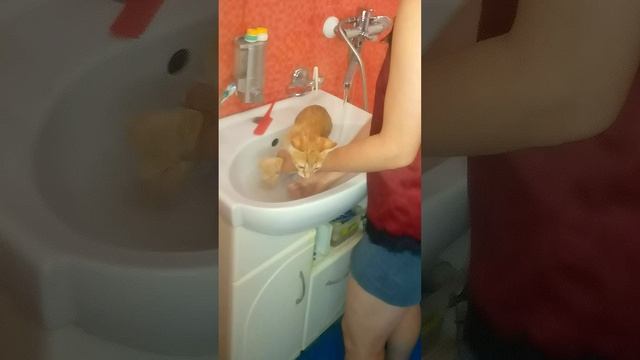 водные процыдуры Рыжика