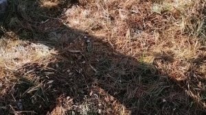 Измельчаем сосновые ветки