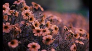 Чрез туманы невзгод и забот