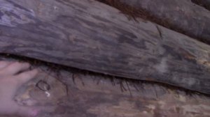 Начинаю ремонт внутри деревенского дома,  как шкурить брёвна шлиф машинкой без пыли