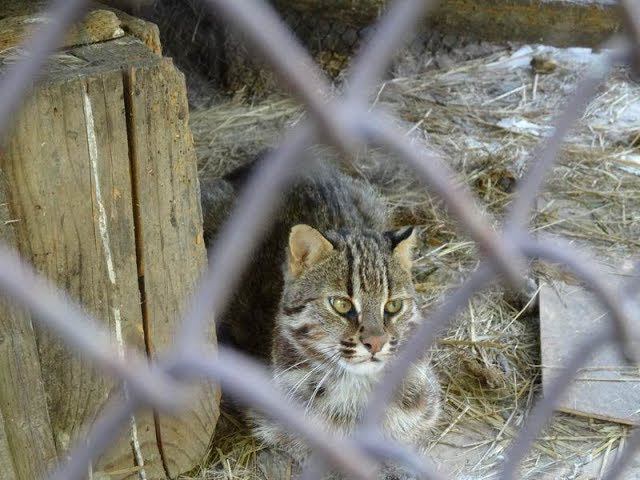 Offtop: Дальневосточный лесной кот смотреть онлайн