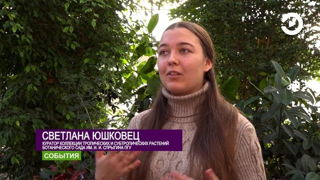 На шоколадном дереве в пензенском ботаническом саду впервые завязался плод смотреть онлайн