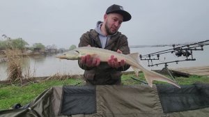 Поймал осетра весенняя рыбалка в Краснодаре с корабликом LifeFishing23