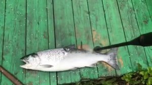 Очистка любой рыбы от слизи и чешуи (кижуч)