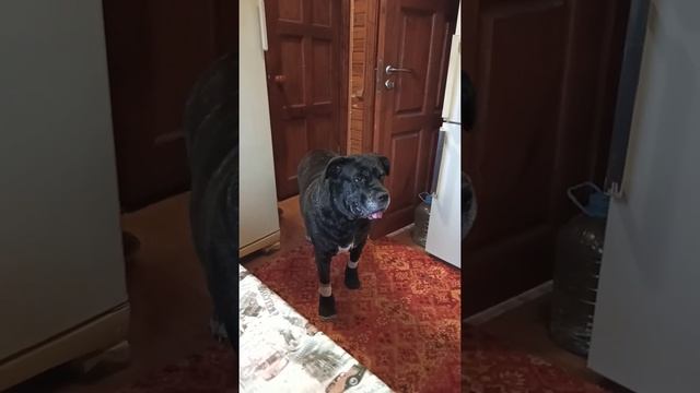 Кане Корсо. Cane Corso. Команда " СПАТЬ" или как заставить собаку  уйти с кухни.