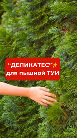 Как «подкормить» ТУЮ ВЕСНОЙ