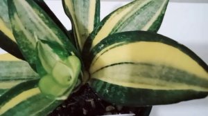 Sansevieria/Dracaena Plant Journey: S.t. hahnii 'Lucille polan' (45 days before year end)