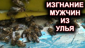 Изгнание мужчин из ульев. Погнали трутней.