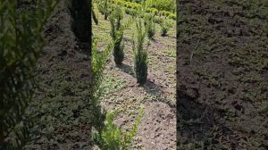 Тис ягодный колоновидный (Taxus baccata "Fastigiata")