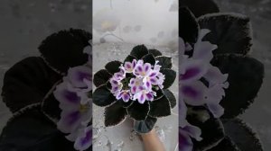 Фиалка ВаТ-Вероника