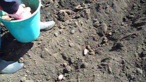 Посадка картофеля Раскладка в борозды
